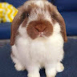 Meet your Posher, Peter